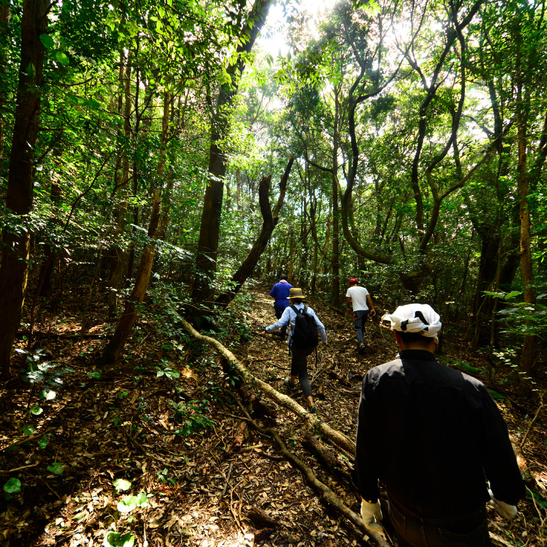 日本ミツバチ 原生林 蜂蜜 生 はちみつ 非加熱 無濾過 鹿児島県 佐多地区 国産 天然蜂蜜 100% 純粋 蜜源 薬草 原生林 希少 数量限定 産地直送 佐多 国産ハチミツ 濃厚 高級 ギフト プレゼント