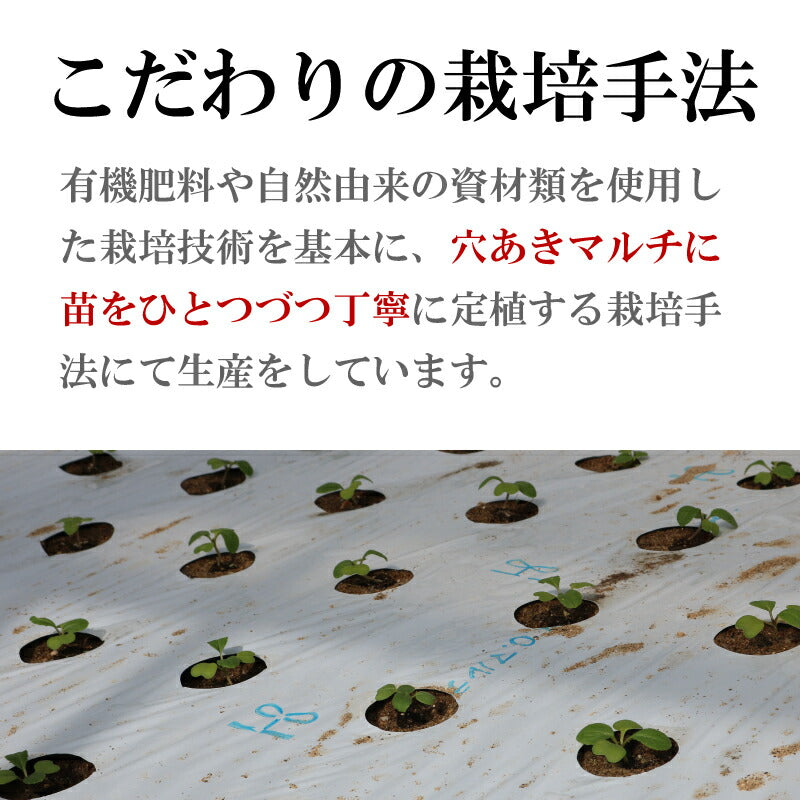 【機能性表示食品】福島・いわき産 浜の小松菜 150g|ルテイン豊富で視界スッキリ健康サポート 浜の野菜