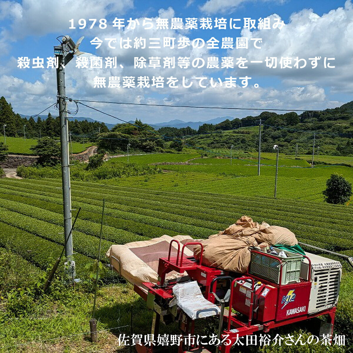 無農薬栽培 嬉野茶 粉末緑茶|農家直送 100g缶・50g袋 栄養素まるごと摂取