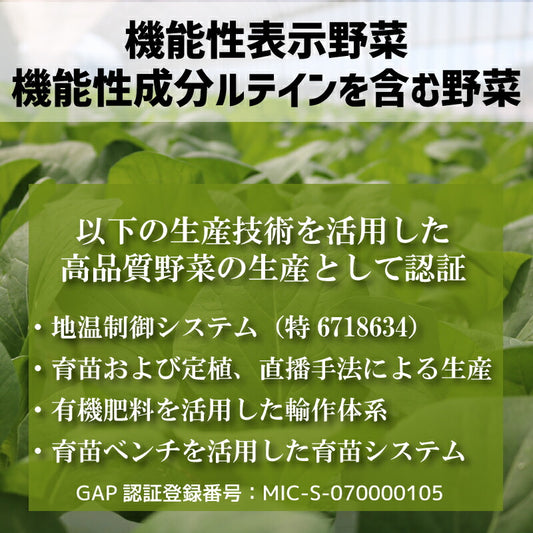 【機能性表示食品】福島・いわき産 浜の小松菜 150g｜ルテイン豊富で視界スッキリ健康サポート 浜の野菜