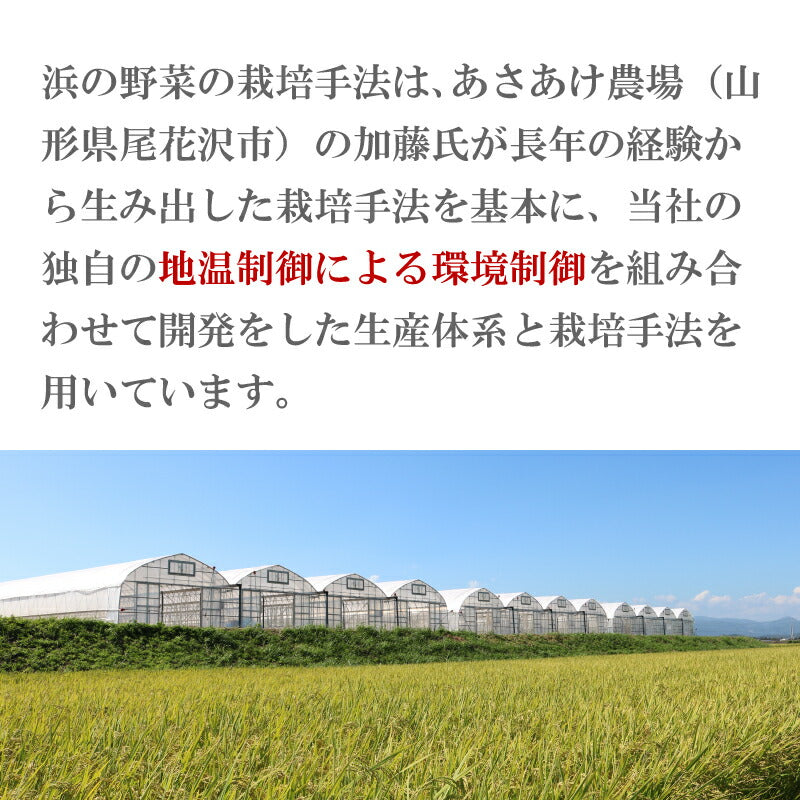 【機能性表示食品】福島・いわき産 浜の小松菜 150g｜ルテイン豊富で視界スッキリ健康サポート 浜の野菜