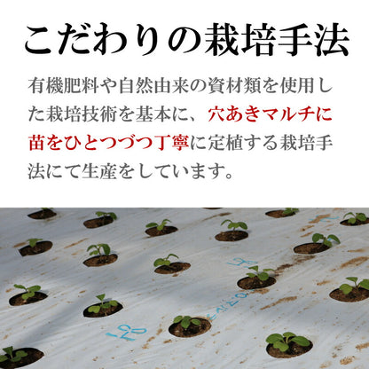 【機能性表示食品】福島・いわき産 浜の小松菜 150g｜ルテイン豊富で視界スッキリ健康サポート 浜の野菜