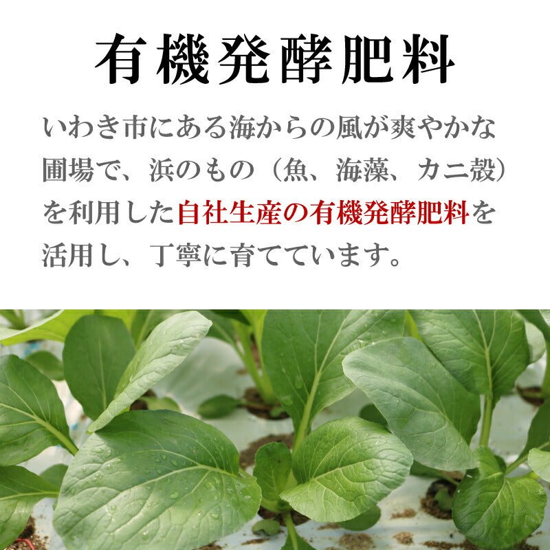 【機能性表示食品】福島・いわき産 浜の小松菜 150g｜ルテイン豊富で視界スッキリ健康サポート 浜の野菜