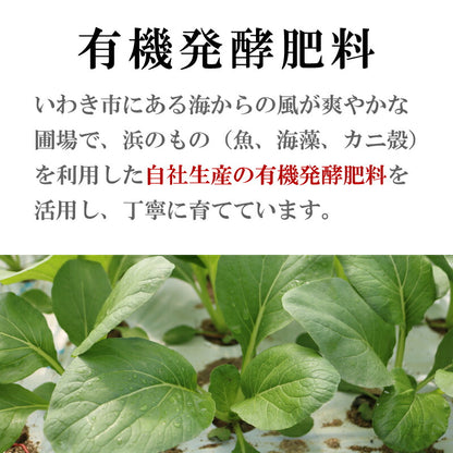【機能性表示食品】福島・いわき産 浜の小松菜 150g｜ルテイン豊富で視界スッキリ健康サポート 浜の野菜