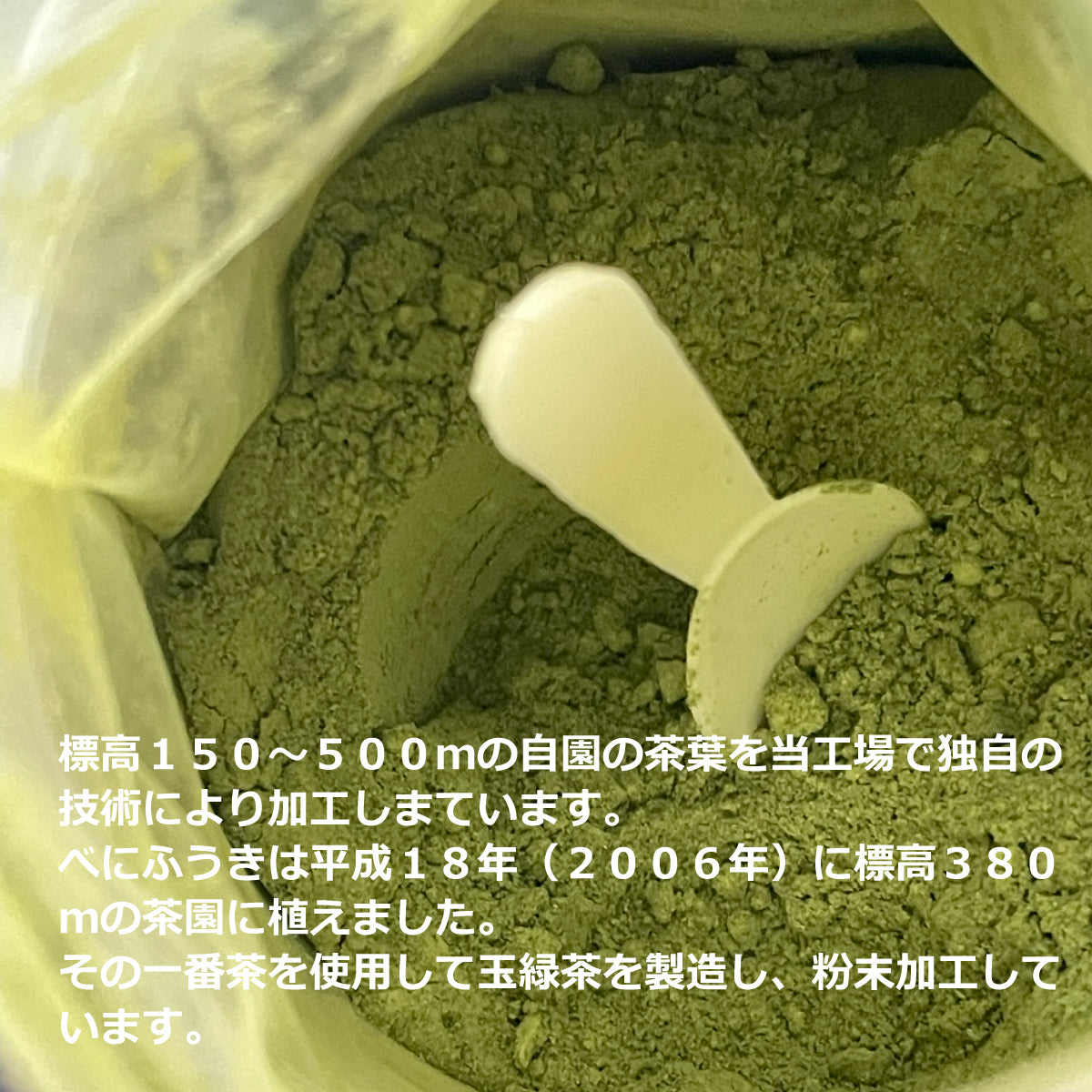 無農薬 嬉野産べにふうき粉末茶 25g・50g｜農家直送 花粉症対策に最適 栄養まるごと摂取