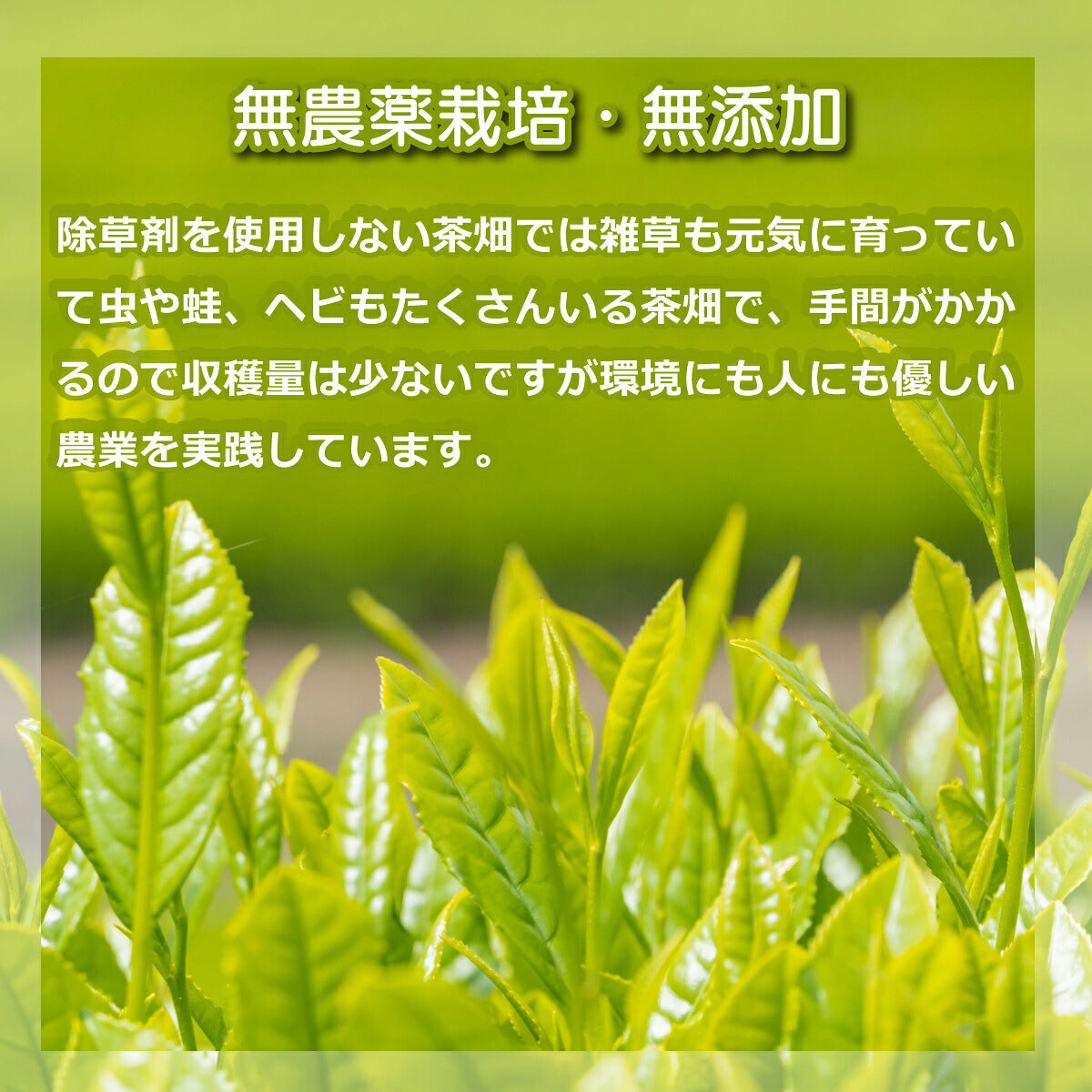 無農薬栽培 嬉野茶 粉末緑茶｜農家直送 100g缶・50g袋 栄養素まるごと摂取
