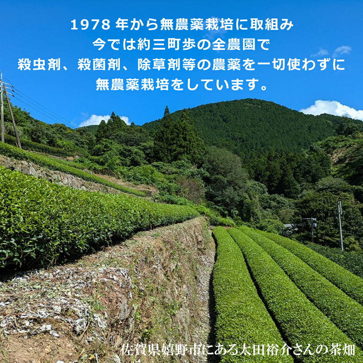 無農薬栽培 嬉野茶 粉末緑茶｜50g・100g – 産地ダイレクト
