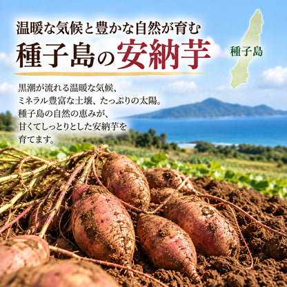 安納芋 3kg 5kg 種子島産 さつまいも（S・M・L混合） 国産 鹿児島県産 40日以上熟成 しっとり ねっとり 甘い 焼き芋 お取り寄せ 数量限定 先行予約 11月中旬より順次発送