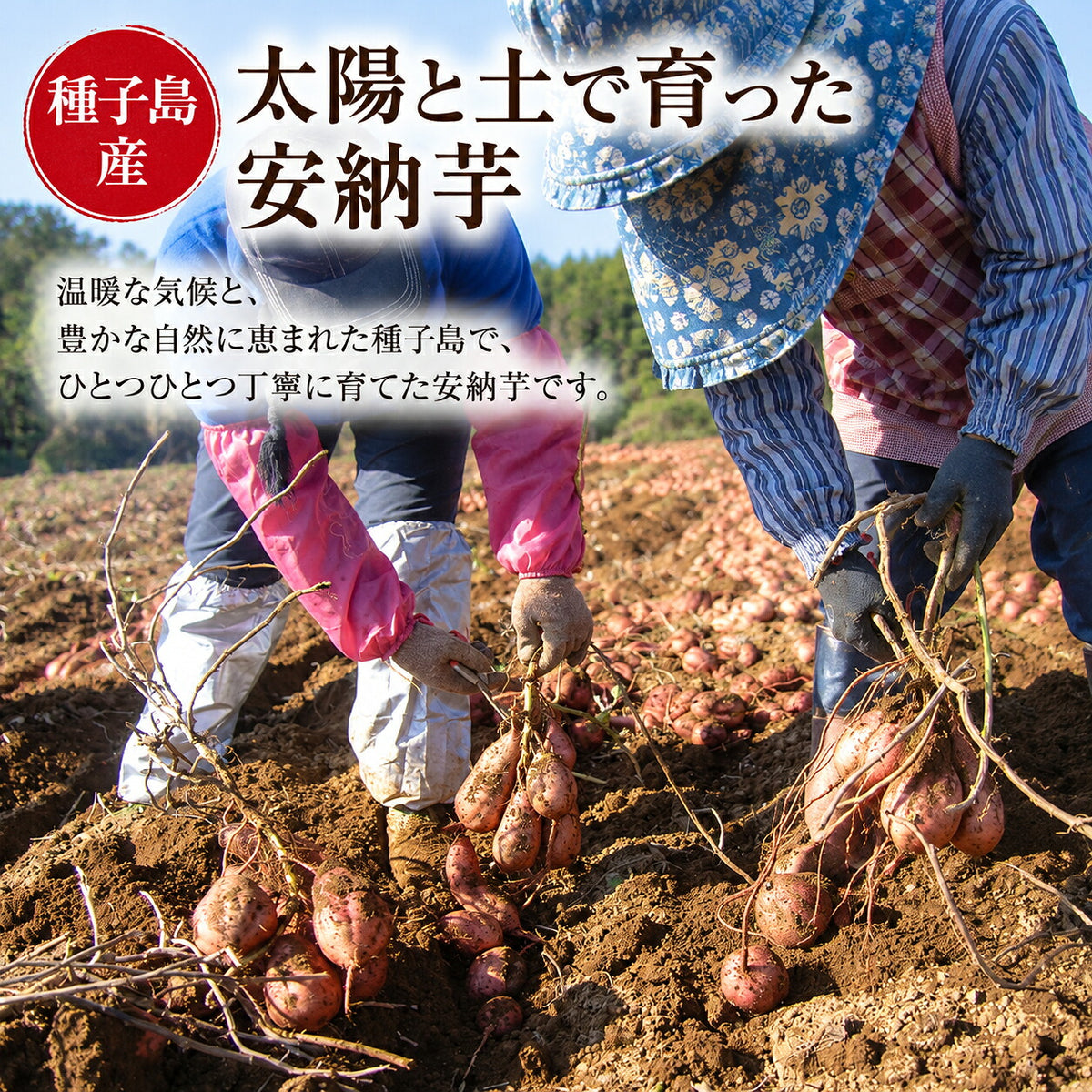 安納芋 3kg 5kg 種子島産 さつまいも（S・M・L混合） 国産 鹿児島県産 40日以上熟成 しっとり ねっとり 甘い 焼き芋 お取り寄せ 数量限定 先行予約 11月中旬より順次発送