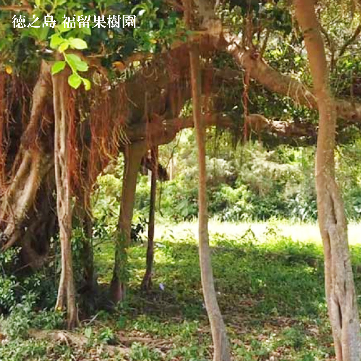 有機JAS認定 徳之島産グアバジュース 900ml 果汁90％ 加糖タイプ 羽田空港カフェ提供 南国トロピカルドリンク 冷凍保存可