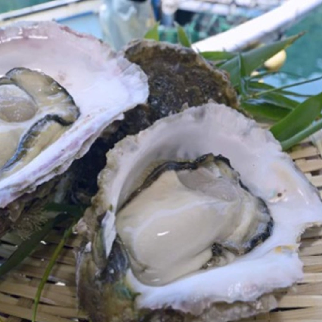 鹿児島県長島産 夏場だけの岩ガキ
