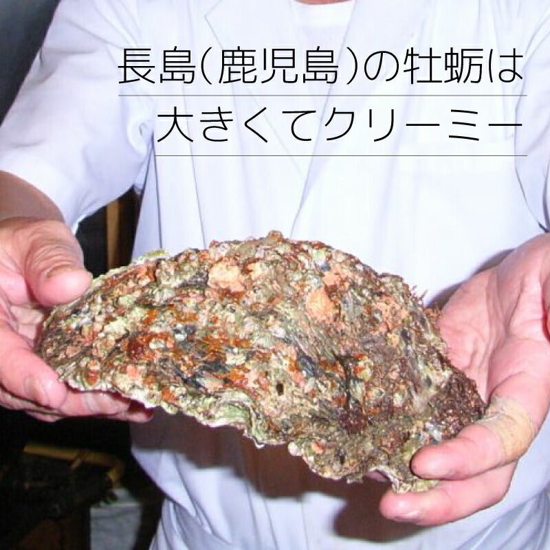 【夏限定】鹿児島県長島産の大粒岩牡蠣｜濃厚クリーミーな味わいが楽しめる旬の海の幸！潮流豊かな海域育ちの絶品岩ガキ