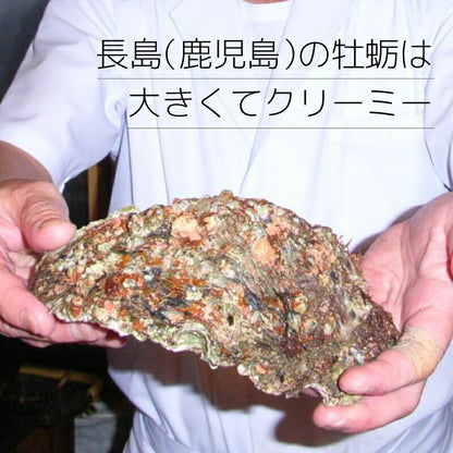 【夏限定】鹿児島県長島産の大粒岩牡蠣｜濃厚クリーミーな味わいが楽しめる旬の海の幸！潮流豊かな海域育ちの絶品岩ガキ