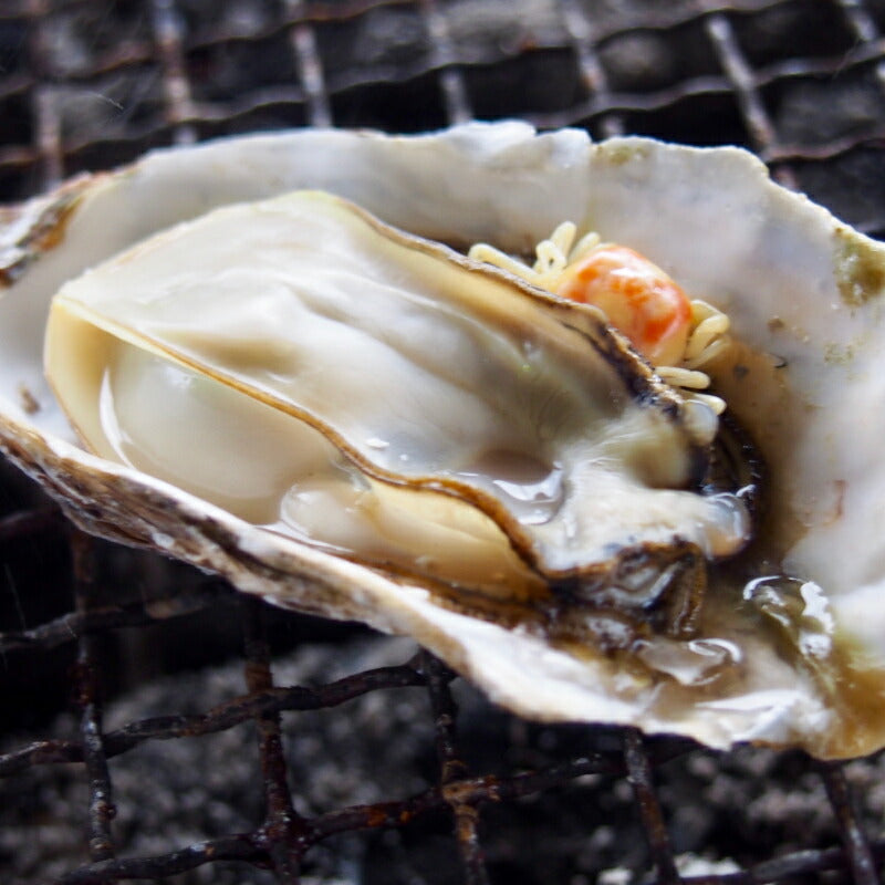 【夏限定】鹿児島県長島産の大粒岩牡蠣｜濃厚クリーミーな味わいが楽しめる旬の海の幸！潮流豊かな海域育ちの絶品岩ガキ