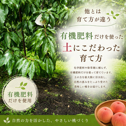 「桃は育て方でここまで変わる。」武藤農法で育てた村松農園の白桃 残留農薬ゼロ 有機肥料栽培 山梨県笛吹市産 白桃 ギフト 贈答 お中元