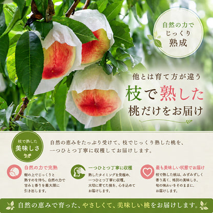 「桃は育て方でここまで変わる。」武藤農法で育てた村松農園の白桃 残留農薬ゼロ 有機肥料栽培 山梨県笛吹市産 白桃 ギフト 贈答 お中元