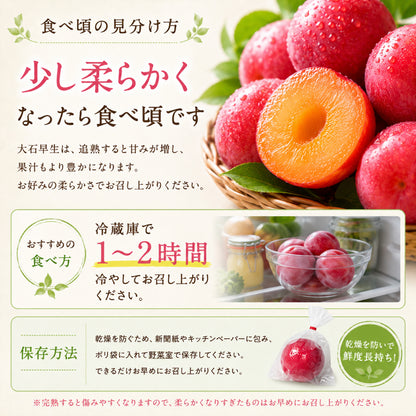 山梨県笛吹市産 すもも 42玉入り 約4kg 減農薬栽培 産地直送 村松農園