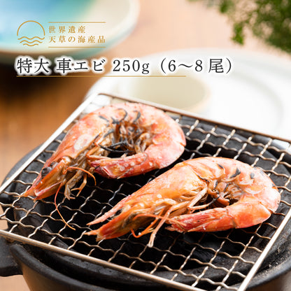 【世界遺産 天草の海産品】特大 車エビ 250g（6〜8尾）｜漁港直送 天草産 冷凍 海老 高級食材
