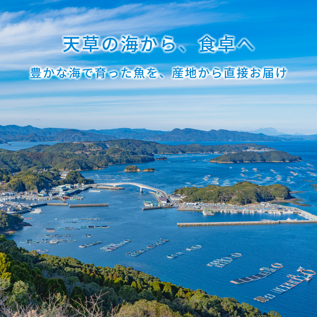 【世界遺産 天草の海産品】イトヨリの高級すりみ 5パック 冷凍｜漁師直送 天草産 無添加仕上げ 魚すり身 つみれ用